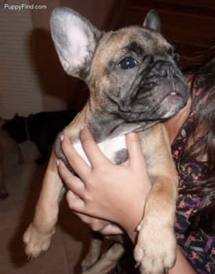 Gorgeous male and Female Fawn Black French Bulldog Puppies.