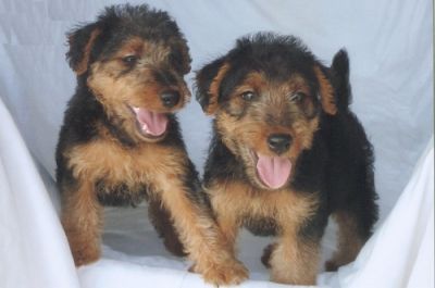 Adorable Welsh Terrier Puppies For Sale