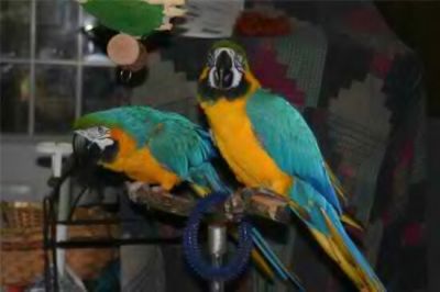 Gorgeous blue and gold male and female Macaw Parrots