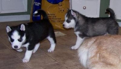 Cute and Adorable Siberian Husky Puppies For Free Adoption