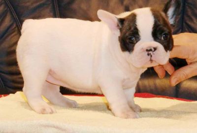 Adorable and sensitive french bull dog puppies for free