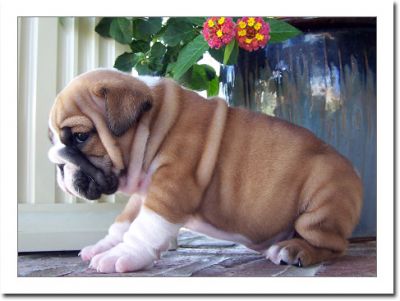 Healthy vet checked english bulldog puppies for adoption