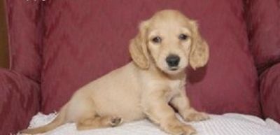 Daschund puppies for free rehoming