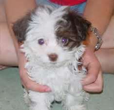 Havanese for sale