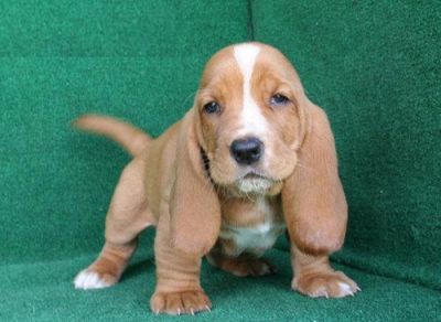 Male and Female Basset Hound puppy ready to go now puppy for adoption to any