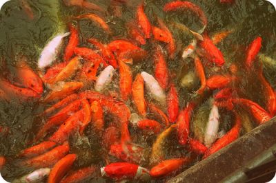 Decorative KOI fishes now available at their best prices.