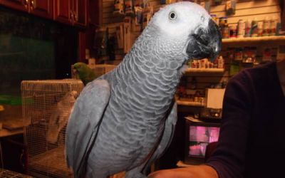 African Grey Young Male, $550