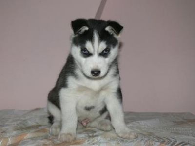 Bo-Diddley - Siberian Husky puppy for sale