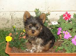 tinny teacup Yorkie ready for adoption