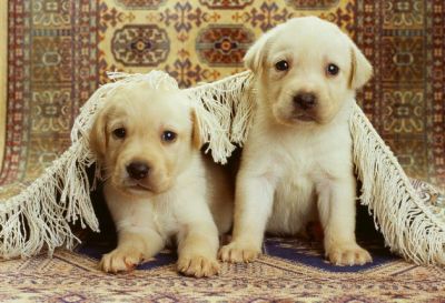 Labrador retriever Puppies For sale.