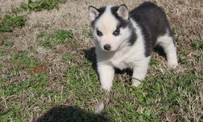 Pure Breed AKC registered Siberian Husky Puppies