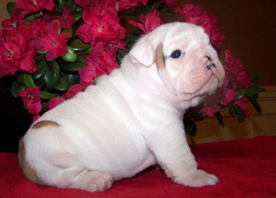 My name is Simba..Two  British Bulldog babies