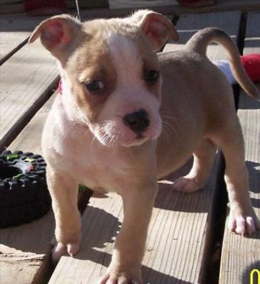American Pit Bull Terrier Puppies For Sale