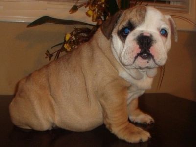 English Bulldog puppies for Sale