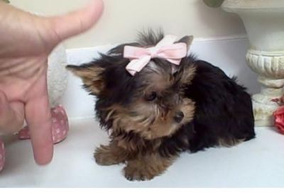 ADORABLE T - CUP YORKIE PUPPIES FOR ADOPTION
