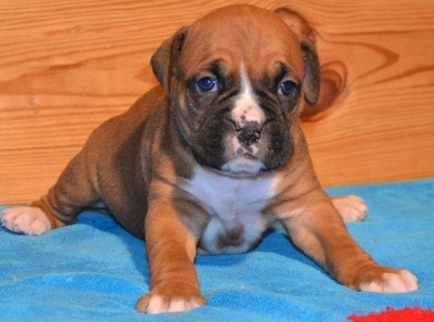 Lovely Boxer Puppies For Cute Homes Now