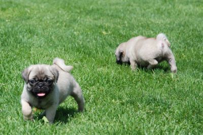 Beautiful Pug puppies Ready to go now,