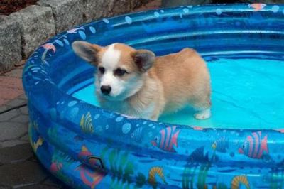  welsh corgi puppiesfor adoption