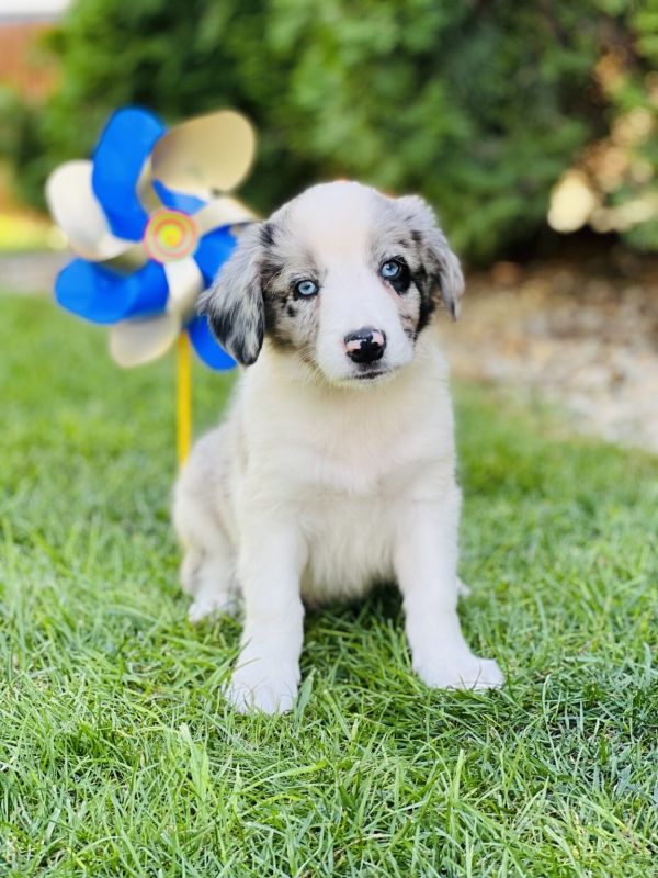 Australian Shepherd puppy for sale
