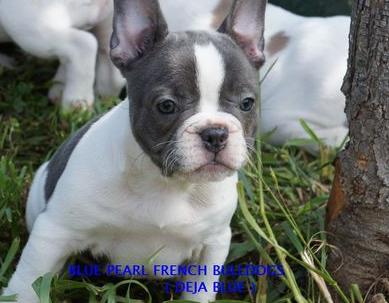 Home raised and well trained French bulldog pupps now available