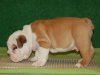 Beautiful AKC Registered English Bulldog Pup