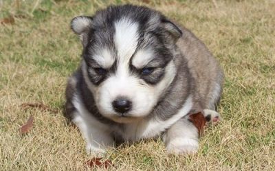 X Mass Siberian Husky Puppies