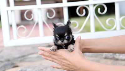 Tea Cup Chihuahua Puppies For Sale