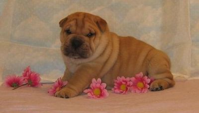 Ori Pei Puppies For Sale 