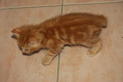 Pure Breed Manx Kittens Ginger Male and Tabby Female Rumpy Risers