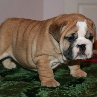 Adorable AKC Registered English Bulldog Puppies for rehoming