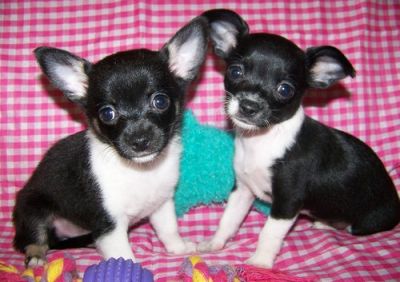 Male and Female Chihuahua puppies For Sale