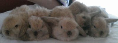 Harlequin Lops For Sale