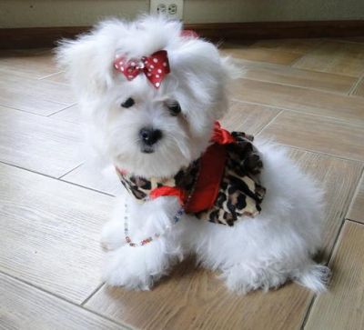 Good Baby Maltese Puppies