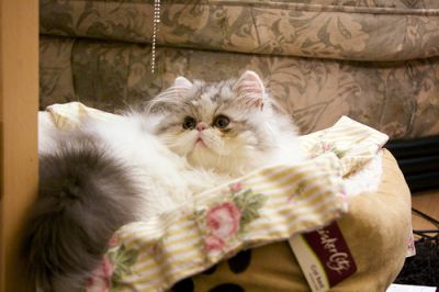 Adorable male and female registered Pesian Kittens for you