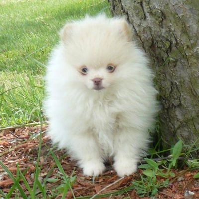 Wonderful AKC Registered Pomeranian puppies for good homes.