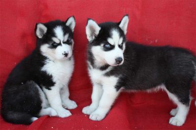 Husky purebred ready to go