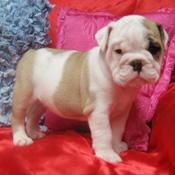 cute and adorable english bulldog puppies.