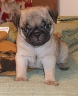 Healthy Pug Puppies For Sale  