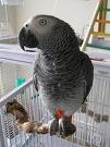 Pair of Talking Congo African Gray Parrots Available