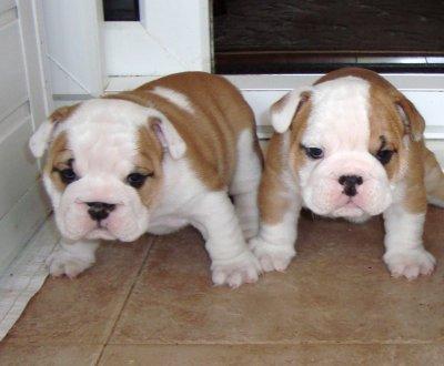 Three Cute English Bulldog Puppies for  Adoption