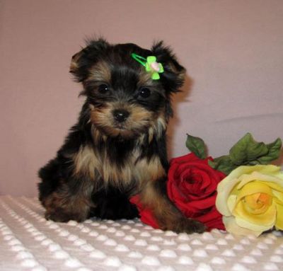 Home Raised Yorkshire Terrier Puppies For Adoption