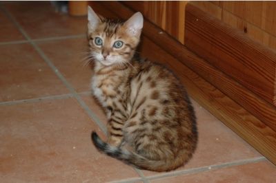 TICA Registered Bengal Kitten