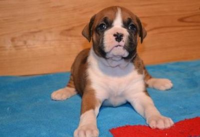Faithful Boxer puppies are now available and ready to go now