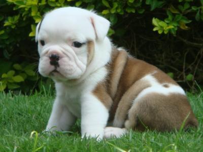 cute and affectionate bulldog puppies for adoption