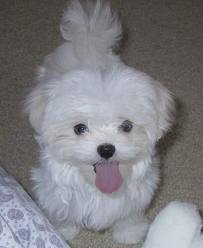 GORGEOUS MALTESE PUPPIES FOR ADOPTION