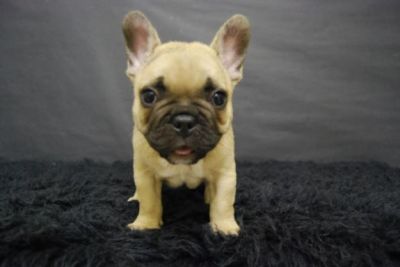 wonderfull puppy ready for rehoming