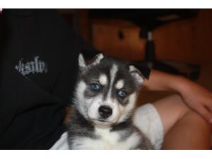 Cute Alaskan Klee kai Puppies For Sale 