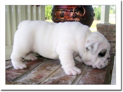 lovely English bulldog puppies for adoption