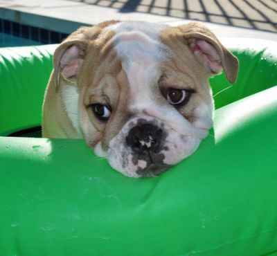 english bulldog puppies for adoption