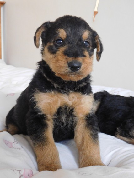 Registered Airedale Terrier